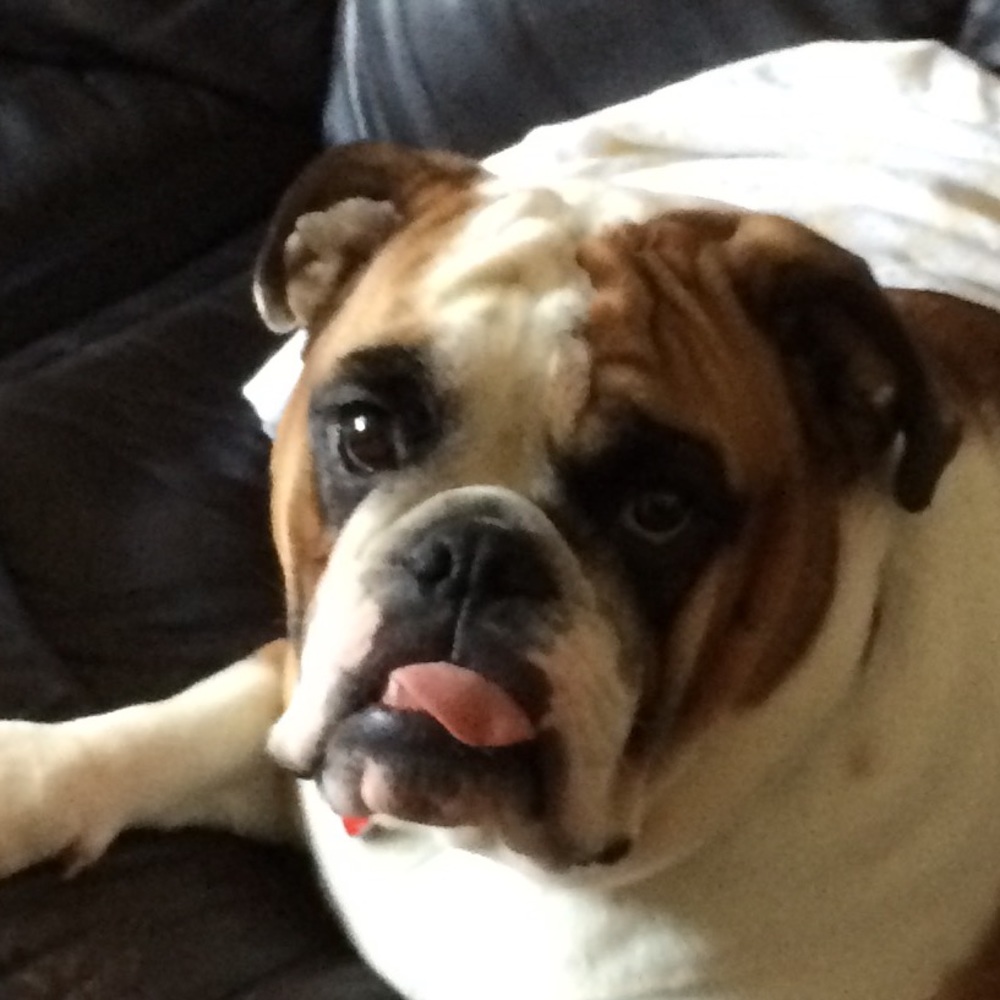 Meet your Posher, Frankie